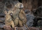 Richard Hall - Olive Baboons, Tanzania